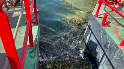 Olympia-geeignet? Pariser Bürgermeisterin badet in der Seine