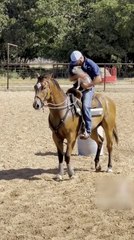 Adorable Jack Russell Hops Into Owner’s Arms for a Horseback Ride 🐶
