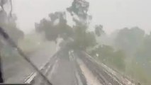 Metro CDMX: Servicio de la Línea 4 es interrumpido por la caída de un árbol sobre las vías