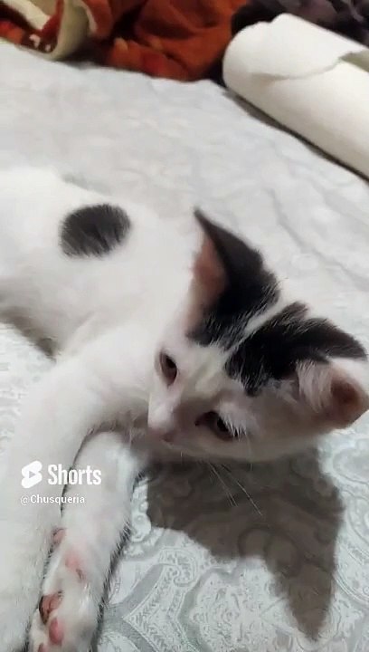 Mi Gato Pernanca Jugando en la Cama ️ _ Blanco con Manchas Negras, Juguetón y Cariñoso  #Shorts
