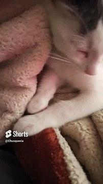 ️ Pernanca, el Gato Juguetón Blanco con Manchas Negras, en la Cama _ Ternura Total #Shorts