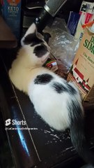 ✨ Pernanca, Mi Gato Blanco con Manchas Negras, Jugando en la Cama ️ _ Felino Juguetón #Shorts