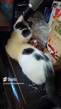 ✨ Pernanca, Mi Gato Blanco con Manchas Negras, Jugando en la Cama ️ _ Felino Juguetón #Shorts