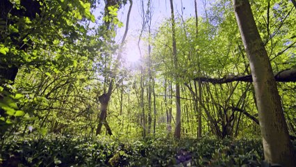 許嫚烜 - 光之舞《遙望雪士達山 - 水晶聲波琴療癒》 / Sylvia Hsu Man-Hsuan - Dance of the Light (MV)