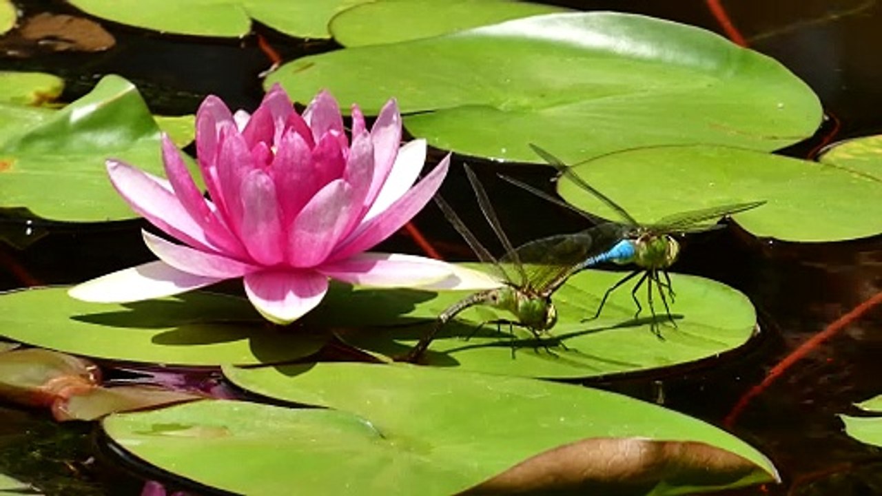 dragonflies on a Lotus Pond