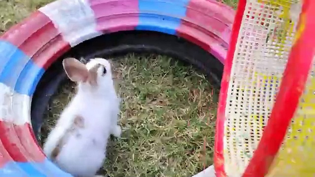 Colurful hen baby/cute hen chiks/beautiful hen chiks