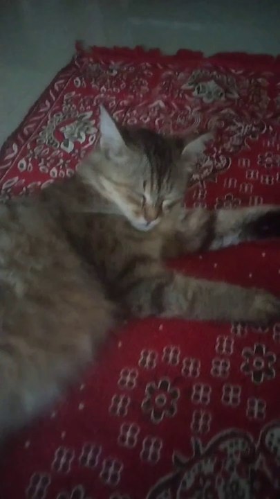 Beautiful Lovely Cat Video