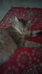 Beautiful Lovely Cat Video