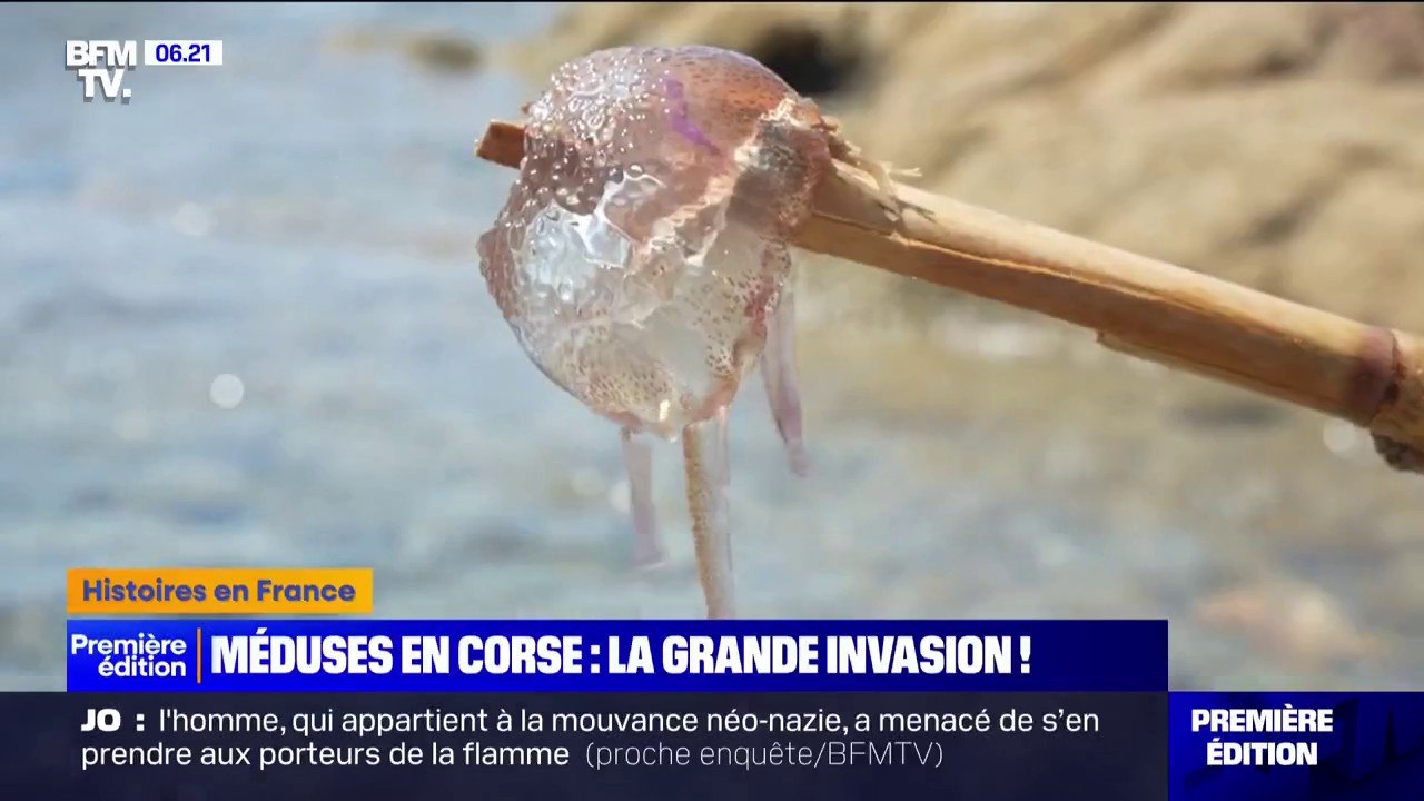 En Corse, le littoral envahit par les méduses
