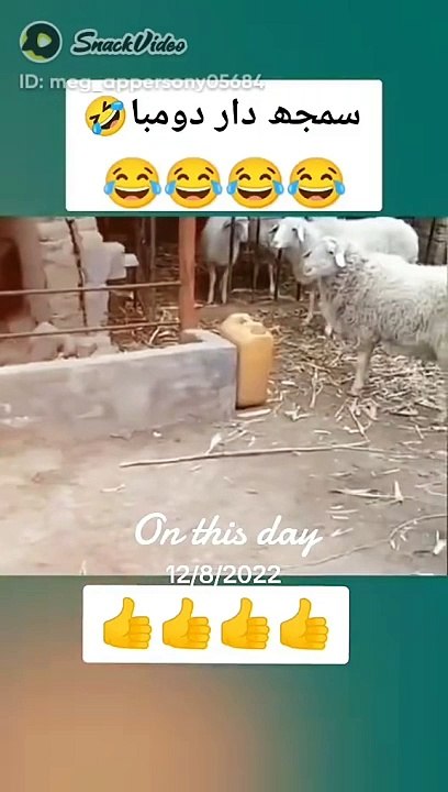 Funny video of