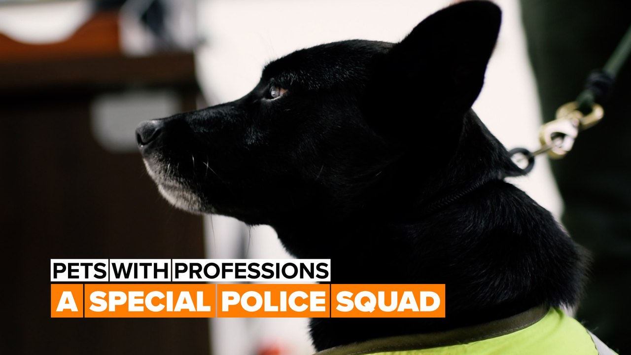 The ruff training for K9 squad - video Dailymotion