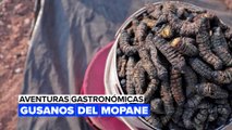 Aventuras gastronómicas: gusanos del mopane