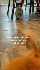 Kitten thinks he is a bunny. 