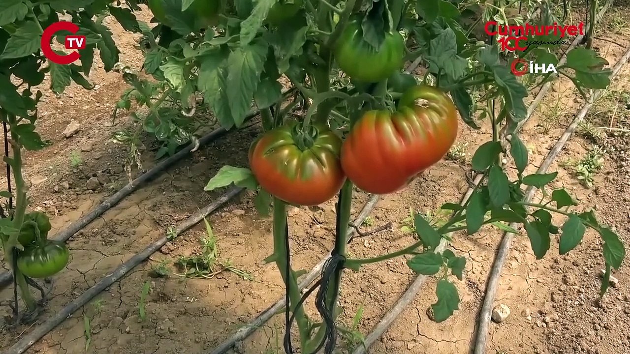 Meyve sebze yıkarken dikkat edin! Uzmanından dikkat çeken uyarı...