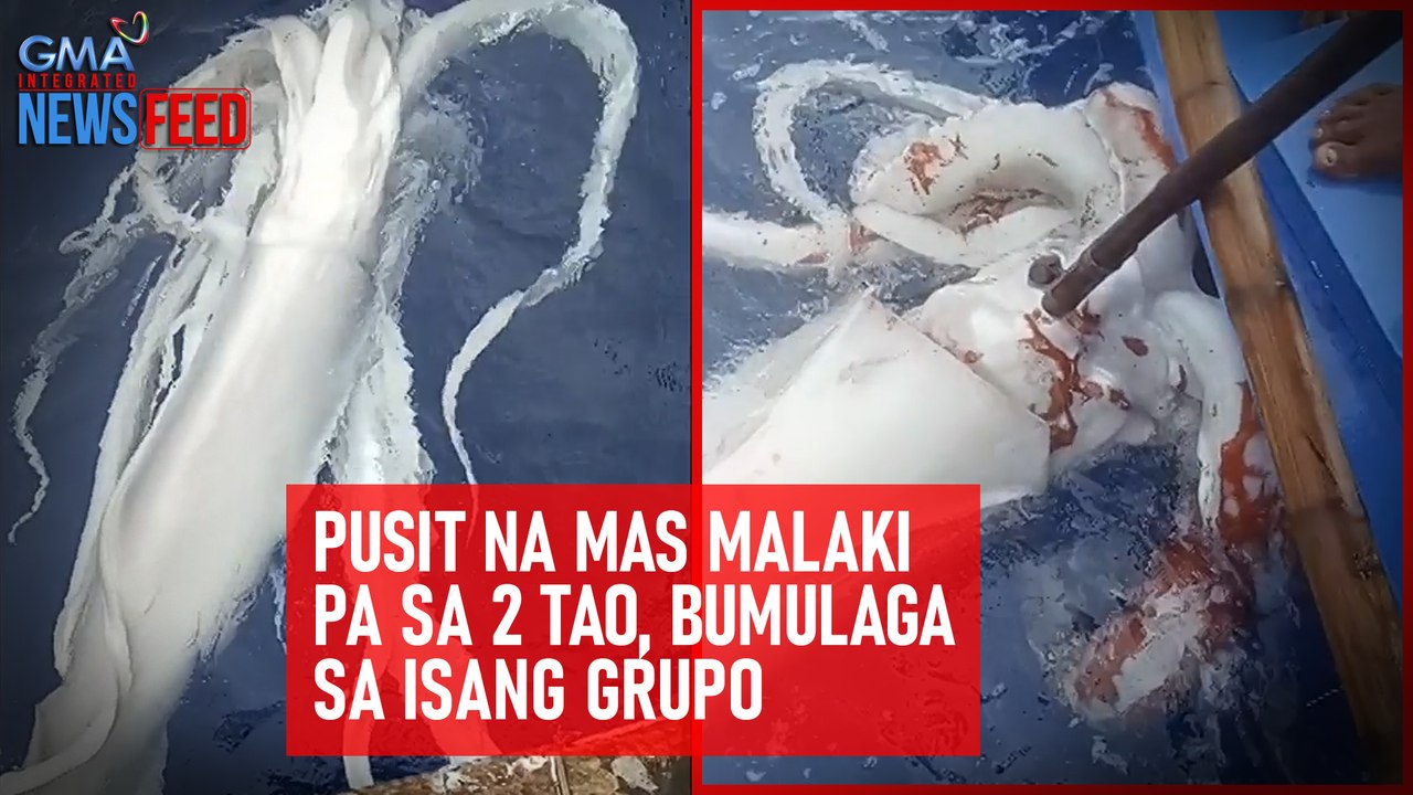 Pusit na mas malaki pa sa 2 tao, bumulaga sa isang grupo | GMA Integrated Newsfeed