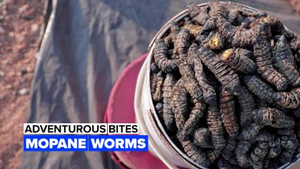 Adventurous bites: These dried worms are delicious