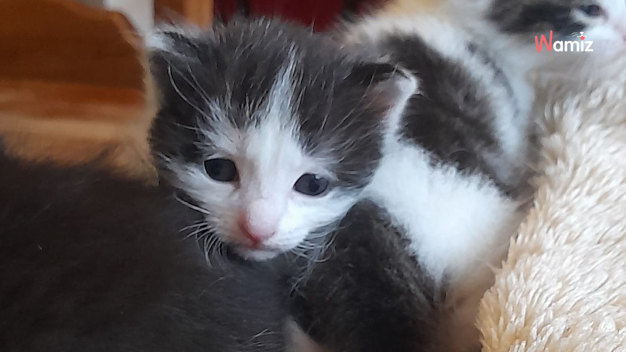 Le chat entre par une fenêtre en oscillo-battant : le piège se referme sur lui et les voisins retiennent un cri d'effroi