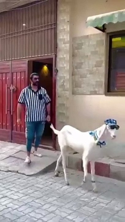 Funny video