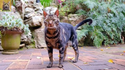 10 Acts Cats Will Never Forget 1080p