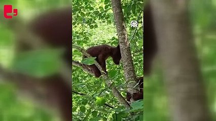 Rize'de köye inen ayı yavruları görüntülendi