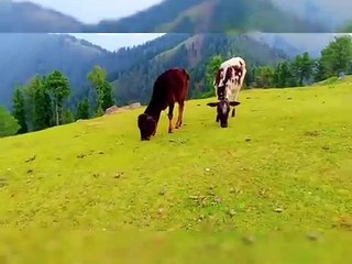 Naleem#velly#kashmir#