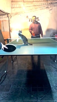 Cat Chases Ping Pong Ball As People Play at Table