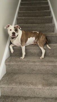 Adorable Pitbull Dog Performs Impressive Tricks