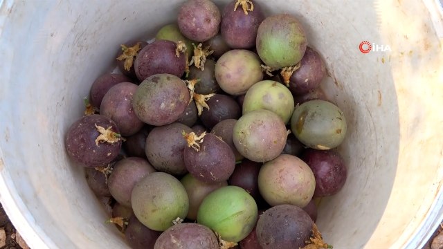 Her gün kasa kasa hasat yapılıyor, kilogramı 100 TL’den satılıyor