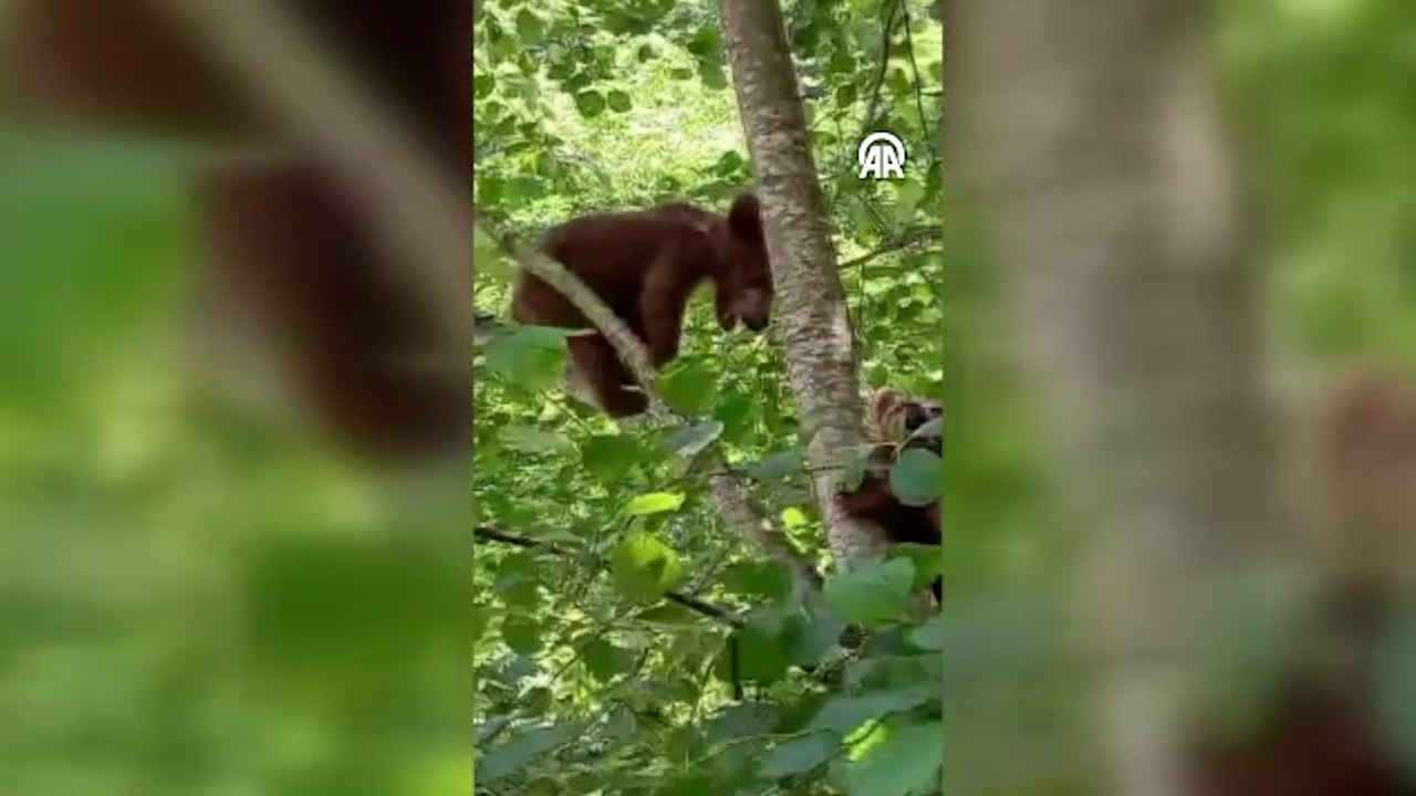 Rize'de köye inen ayı yavruları cep telefonuyla kaydedildi