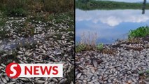 Mexico authorities investigate mass fish death in Santiago River