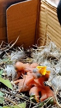 Myna bird feeding her babies