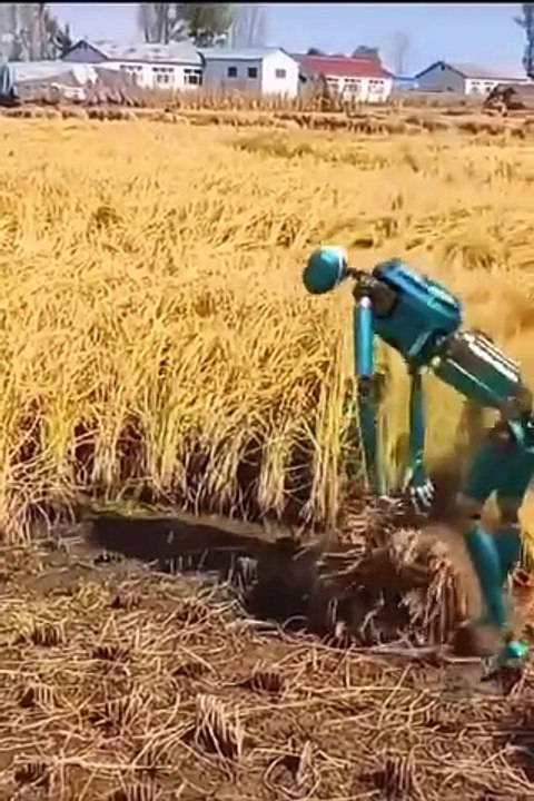 Funny Entertinmet Video