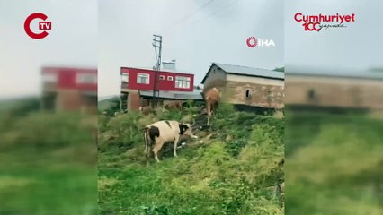 Gümüşhane'de sağanak ve fırtına; çatılar uçtu, tarım arazileri zarar gördü