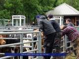 Reportage - Des colliers GPS pour les vaches ! - Reportages - TéléGrenoble