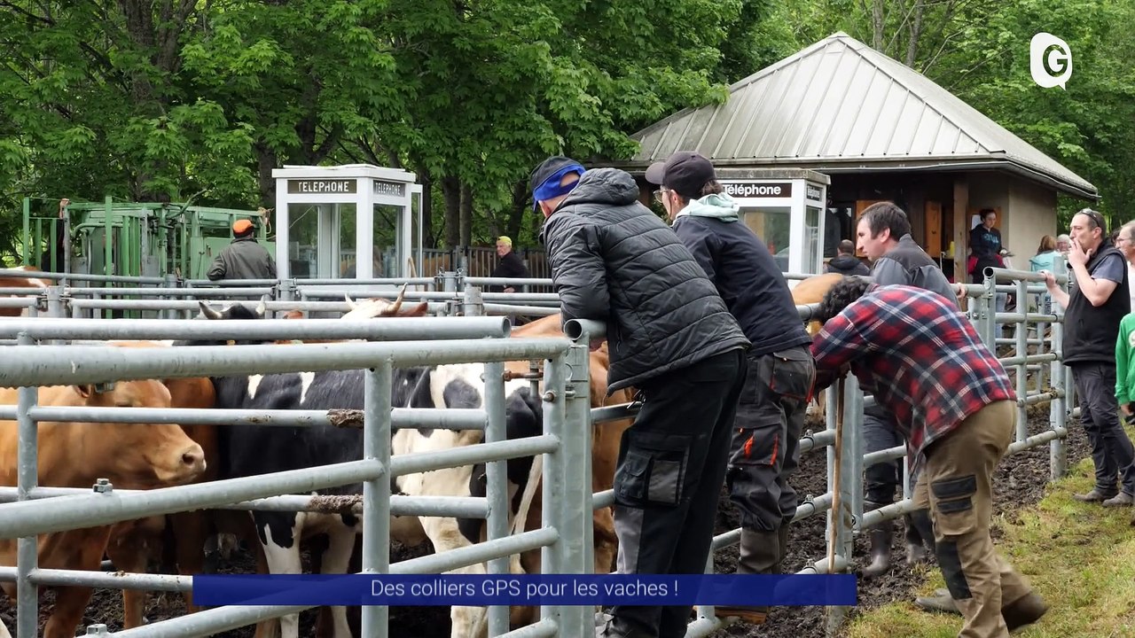Reportage - Des colliers GPS pour les vaches !