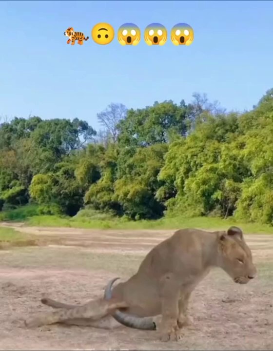 Buffalo attack on lion