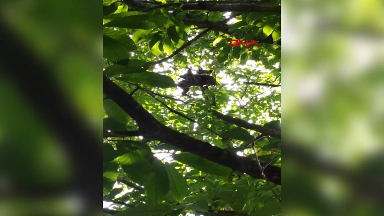 Ağaca tırmanan yavru ayıları kayda alıp, ‘meyvelere zarar verme’ dedi