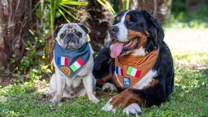 Dog lovers take pet dogs on 1,700 mile European road trip