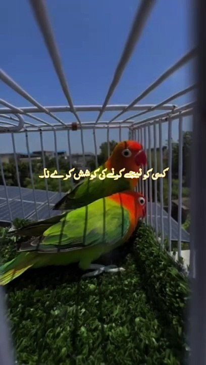 Birds 18.7.24
