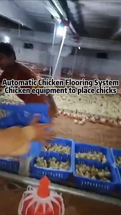 Automatic Chicken Flooring System Put Into Use | Raising Chicks