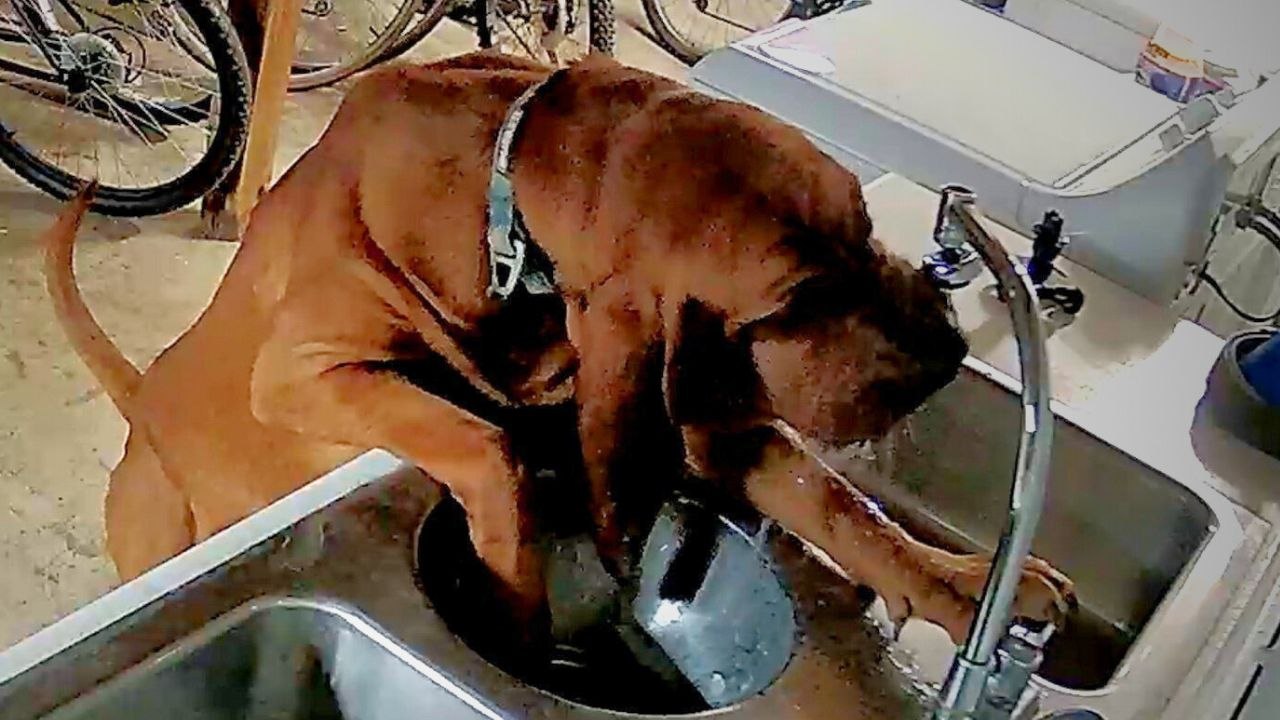 Cleverer hund lernt, wie man die wasserhähne einschaltet - und hinterlässt dem besitzer eine große rechnung