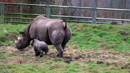 The birth of a rare Eastern Black Rhino at Yorkshire Wildlife Park has become the catalyst for a fund-raising campaign to help save the endangered species.
