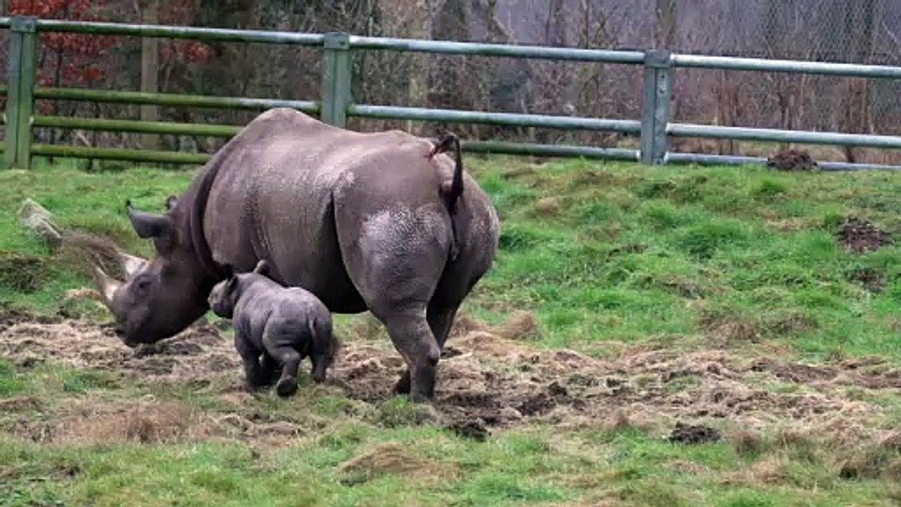 The birth of a rare Eastern Black Rhino at Yorkshire Wildlife Park has become the catalyst for a fund-raising campaign to help save the endangered species.