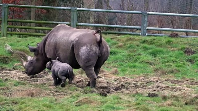 The birth of a rare Eastern Black Rhino at Yorkshire Wildlife Park has become the catalyst for a fund-raising campaign to help save the endangered species.