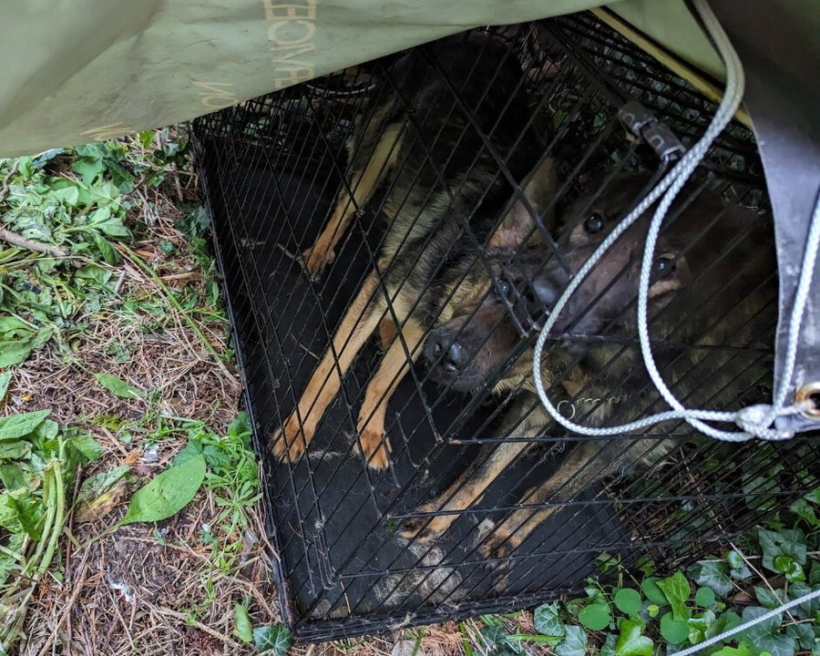 Two German Shepherd dumped in tiny cage under tree in Birmingham