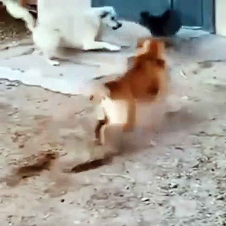 Dog funny