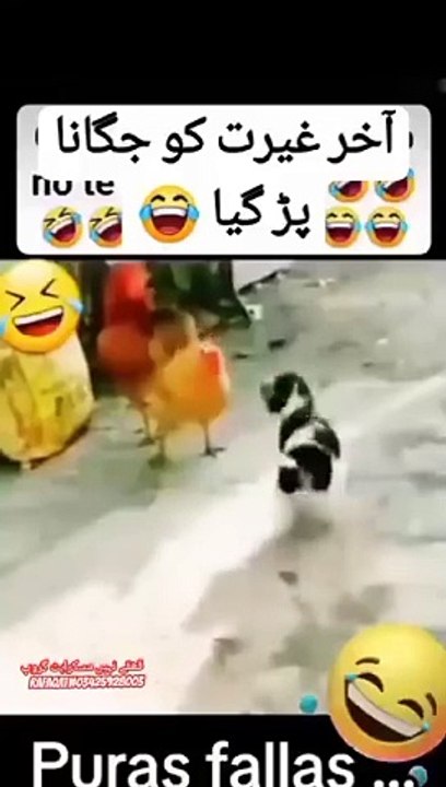 Chicken and Dog Funny Scene