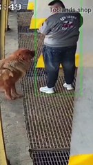 Anti Barking device #shorts #shortvideo #video #virals #videoviral #innovationhub