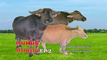 Mother, Thai buffalo breed, good breed, Khwai Ngam Phetnarai Buffalo Farm EP2