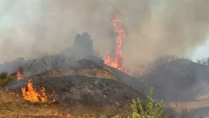 Manisa’nın Turgutlu ilçesinde ormana yangını